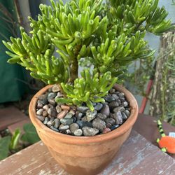Succulents 