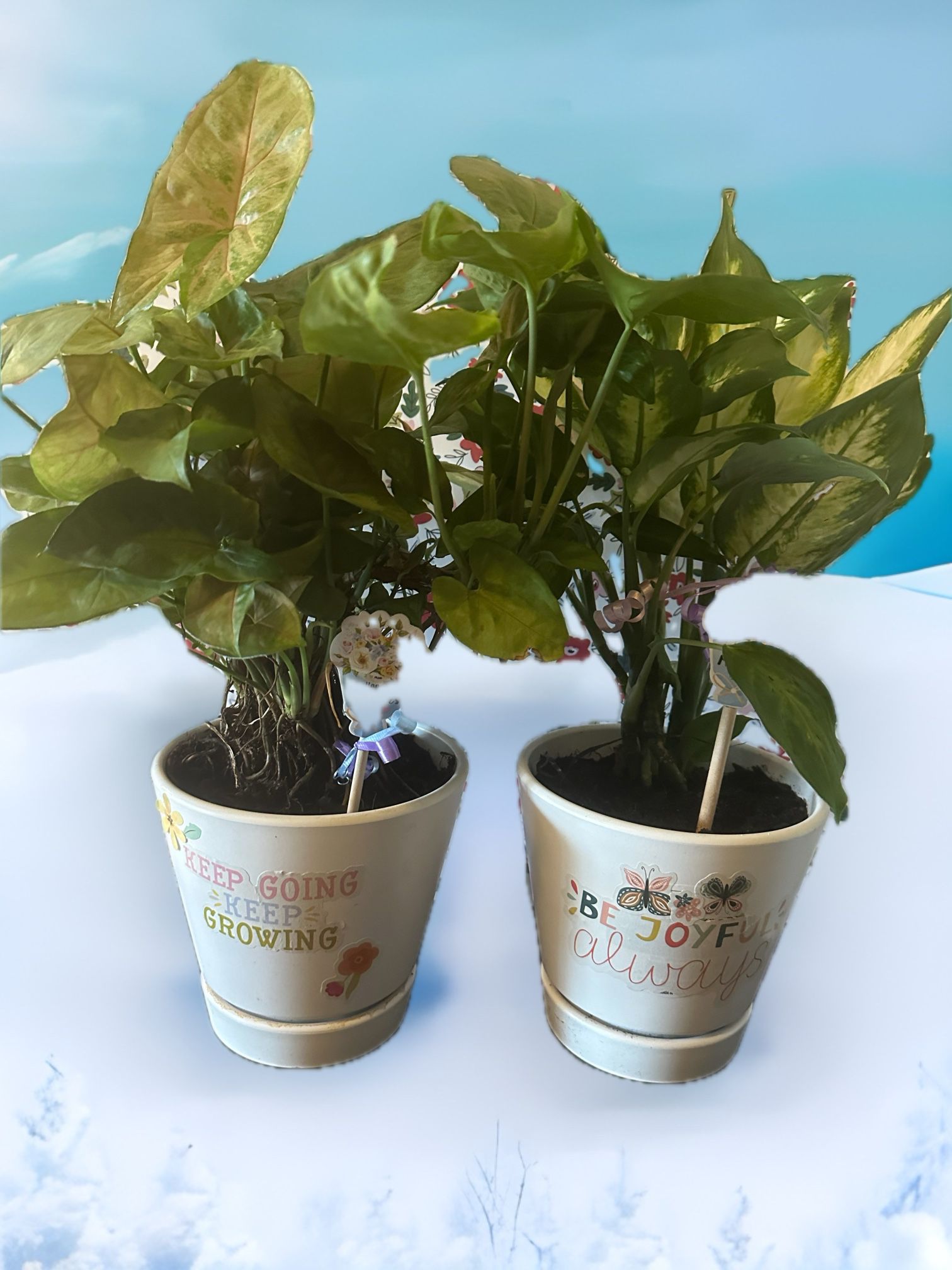Plants For Someone Special  2 X $30.00