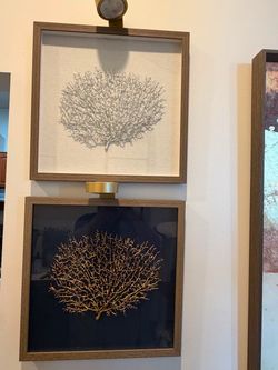 Framed Sea Fan Coral Shadow Box Wall Art Set of 2