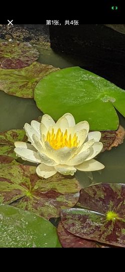 Water Lily