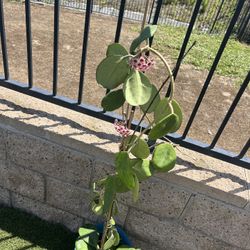 Hoya Obovata Plant - Mature with Plenty Penduncles