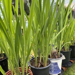 crocosmia perennial Plants