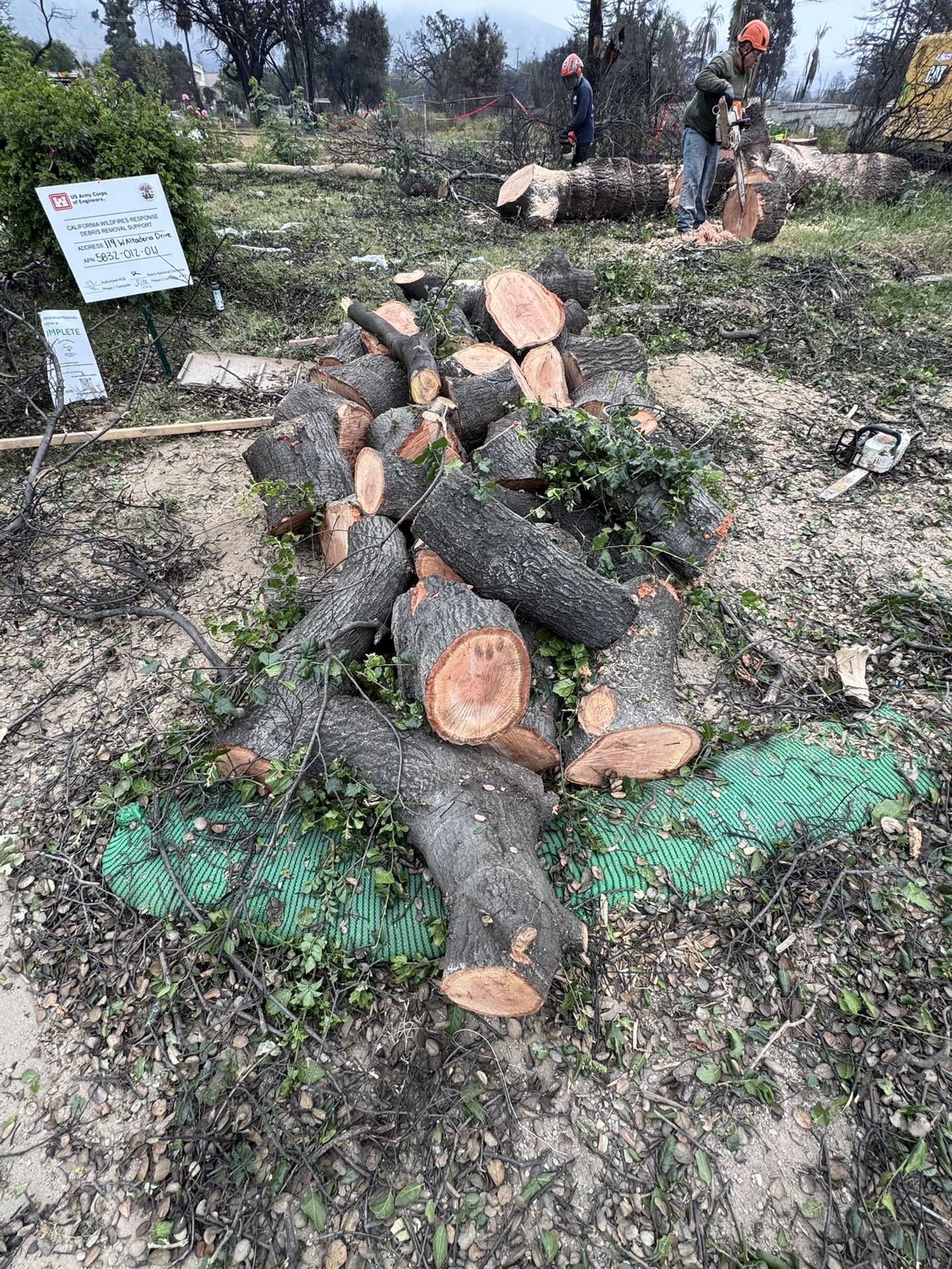 Free oak Firewood