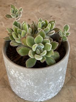 Small Succulent Plant