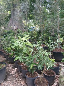 Huge Sale!🌳Grafted fruit trees from $50🍊🍋🥑
