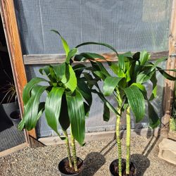 Dracaena Lisa Plants 10" Pot $13 Each