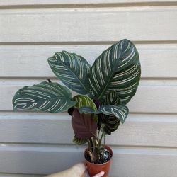 4” calathea pinstripe 