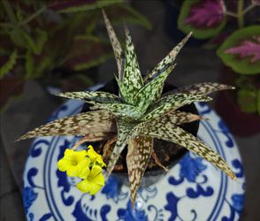 Aloe ' Blizzard '