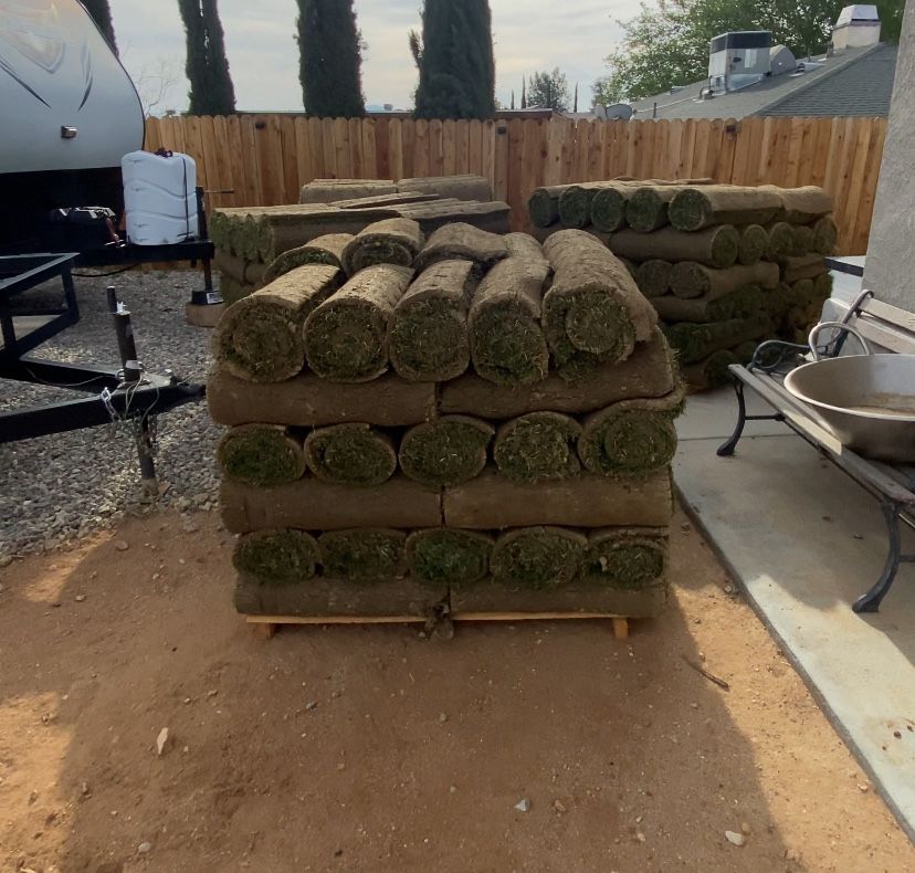 Fresh Sod And Sprinklers Sistem Installation