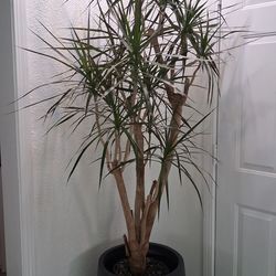 Dracaena indoor plants