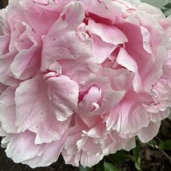 Full Size Peony In Pot