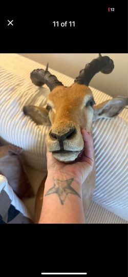 African Impala shoulder taxidermy mount, lyre-shaped horns VINTAGE