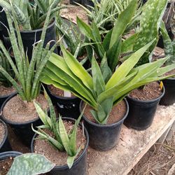 Rare Succulent / Sansevieria SUMMER SALE!!!