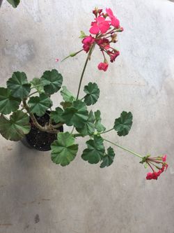 Geraniums