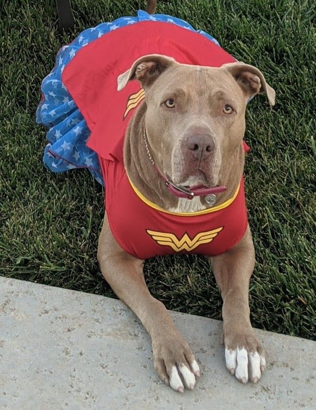 XXL DC Wonder Woman Dog Costume