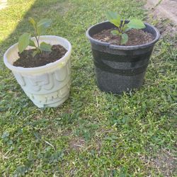 Green Apple Plants/ Plantas de Manzana Verde