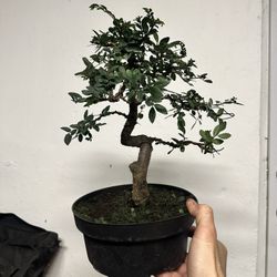 Bonsai Tree Chinese Elm