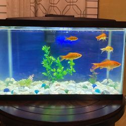 Fish For Sell Only 