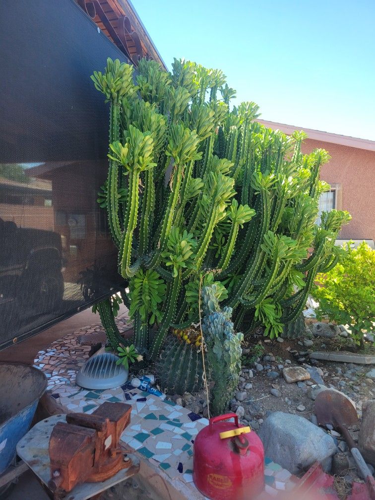 Cactus 🌵 5.00 La Rama Depende El Tamaño
