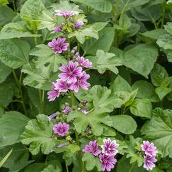 Potted seedlings Of French Hollyhock  ( Malva Zebrina)