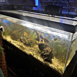 75 Gallon Aquarium Must Geaux