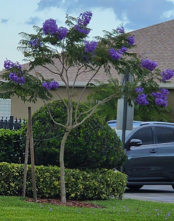 Jacaranda Tree Grafted Will Flower In The Spring