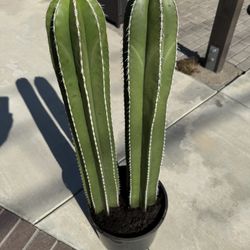 Cactus Plant (Mexican Fence Post)