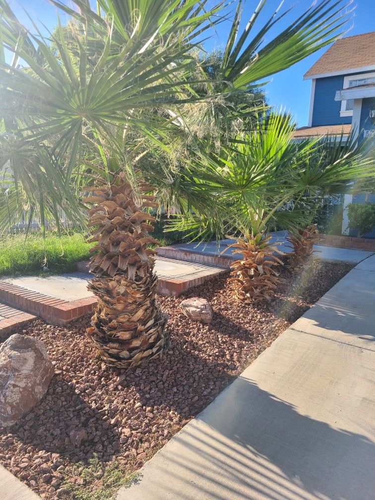 Free Palm Tree