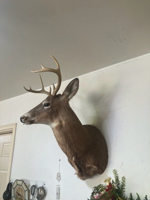 8 Point Whitetail Taxidermy Mount