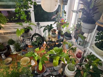 Plants
