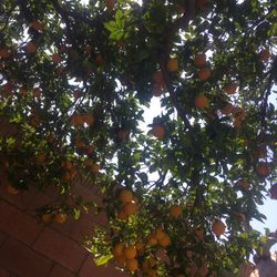 Orange for juicy