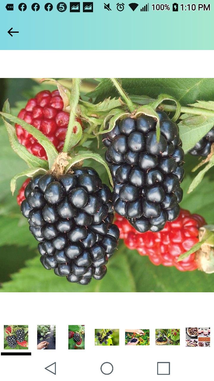 Arapaho Thornless Blackberry Seedling Plant 1ft Ready To Plant