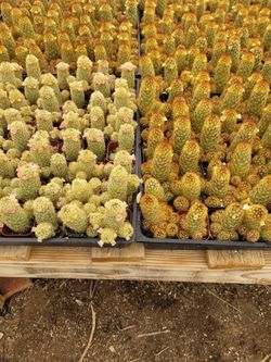 WHOLESALE!!! Mammillaria Elongata Cactus