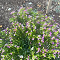 Flowering Perennials