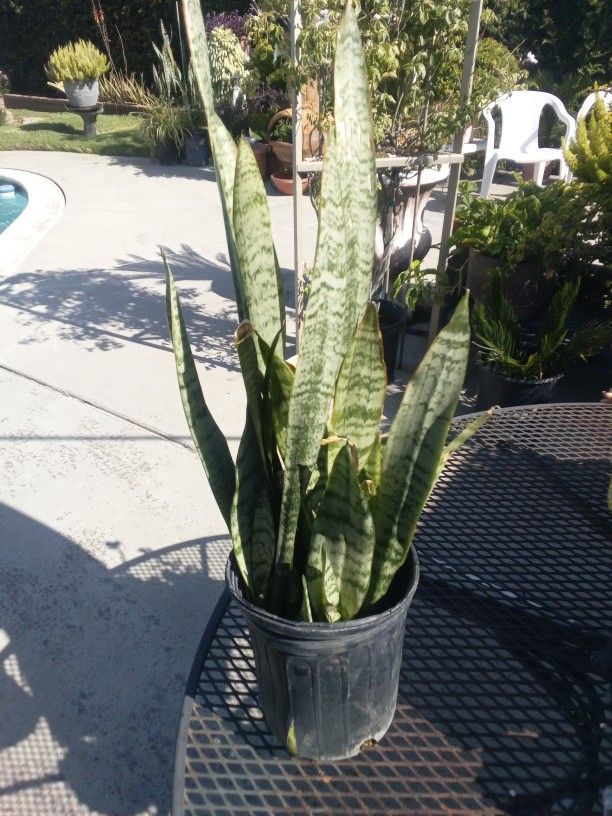 Snake Plant In A Pot $12