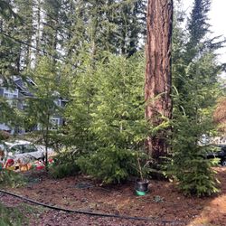 Christmas Trees! To Cut Or Grow,