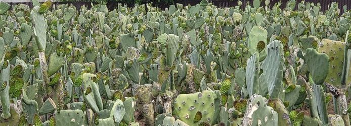Nopales
