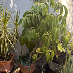 Indoor & Outdoor Plants