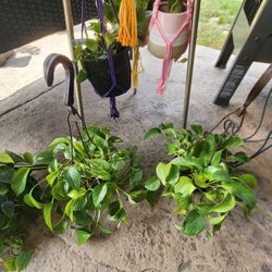 Healthy hanging plants $6 ea
