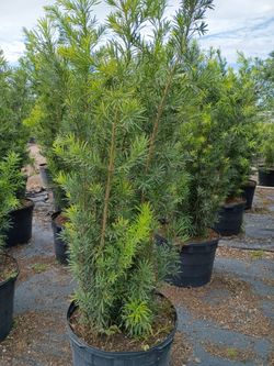 Podocarpus instant privacy hedge for fence