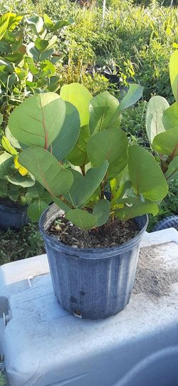 Seagrape plant 7 gallon