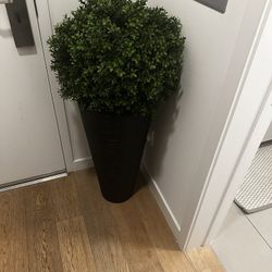 Home Decor Plant 