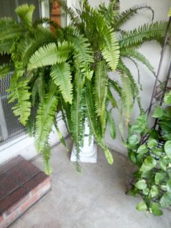 Fern