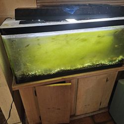 Fish Tank Stand And Filter