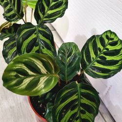 🌿Healthy Live Air Purifying Houseplant Beautiful Variegated Leaves Peacock Calathea Plant 9" In Pot 4" 