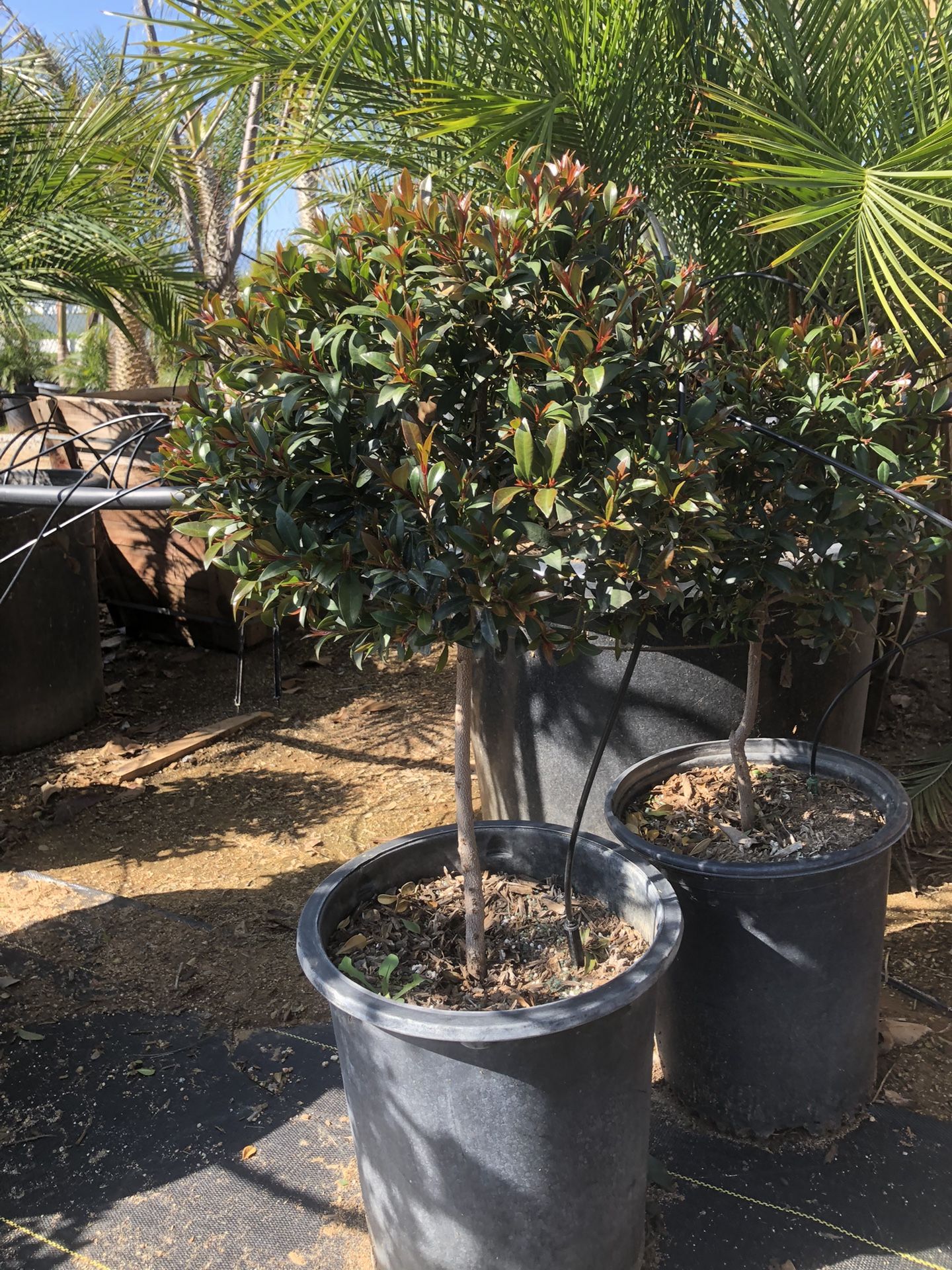 Euginia Cherry Bush Topiary Bonsai 