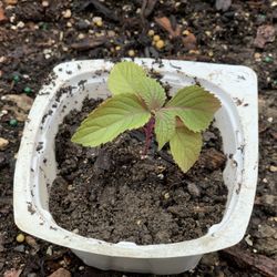 Shiso Perilla Popular Culinary Herb for Japanese cuisine veggie vegetable live plant  Cash Only 