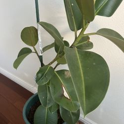 Rubber Plant With Planter