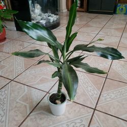 DRACAENA Small plant
