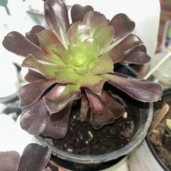 Aeonium Black Rose Succulent